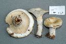 Lactarius deceptivus image